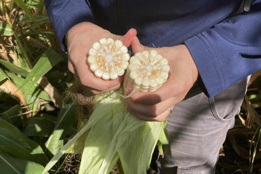 Close-up on corn head