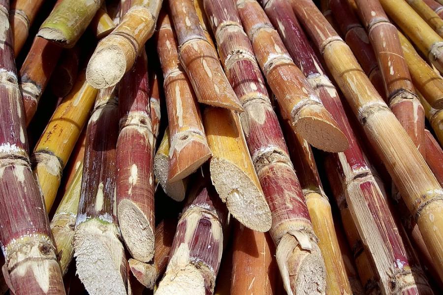 Sugarcane sticks - Par ruurmo — Flickr, CC BY-SA 2.0
