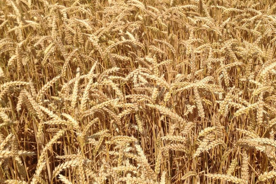 Mature wheat awaiting harvest