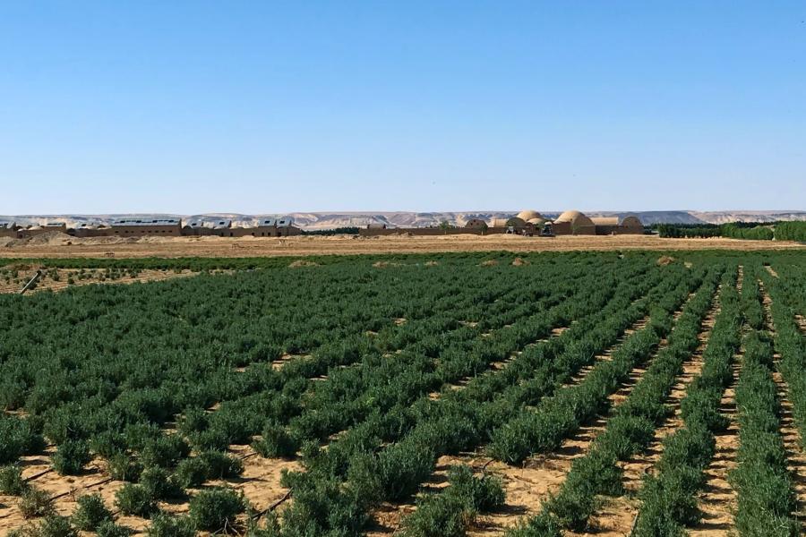 Egypt - 1 - Ezdehar - Fields