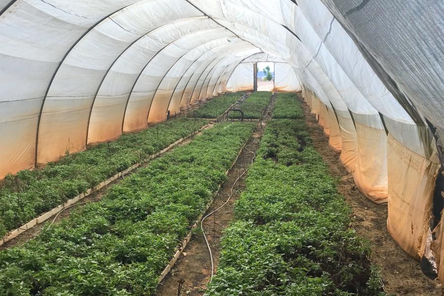 Egypt - 5 - Ezdehar - Greenhouse