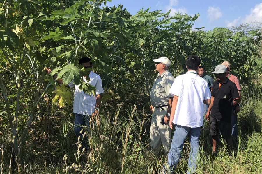 Francis assessing ricin production in Indonesia