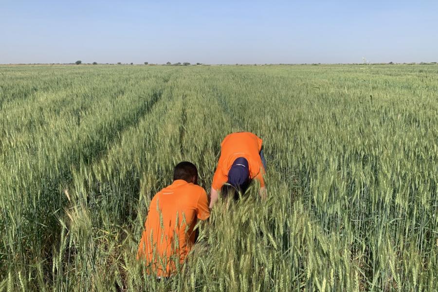 Gezira - Field scouting