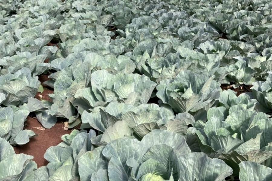 IFC Kenya - Vegetable