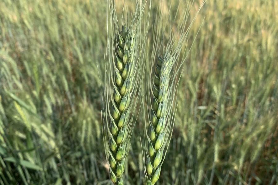 Wheat cultivation in Sudan