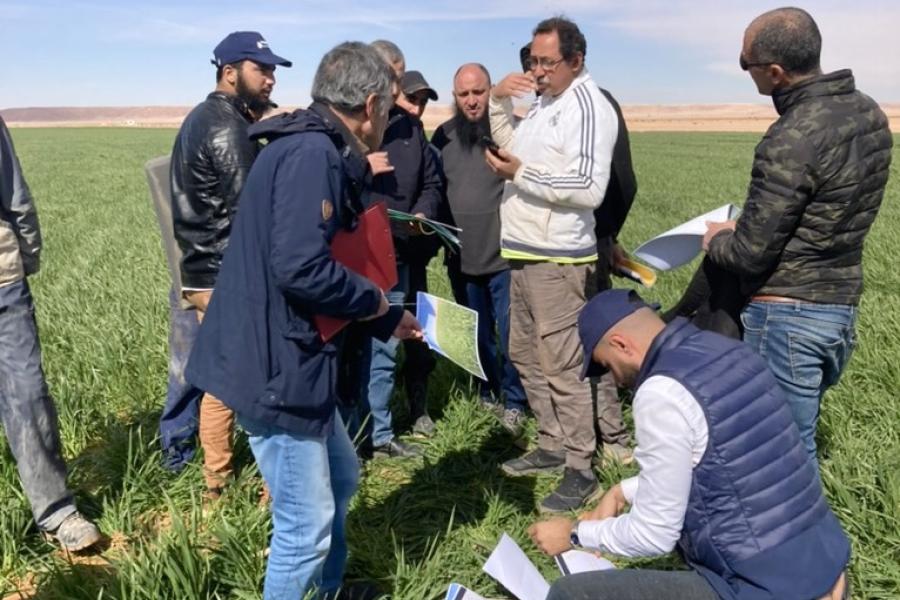Wheat training Algeria 3