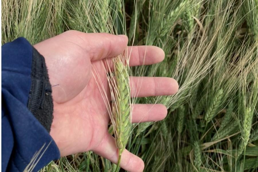 Wheat training Algeria 5