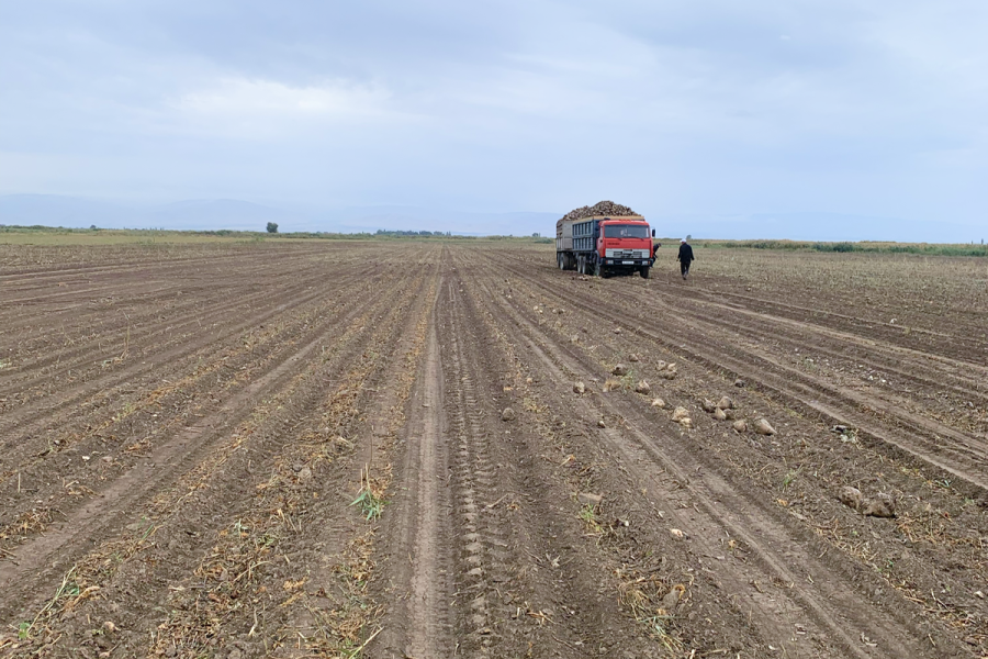 Sugar beet field