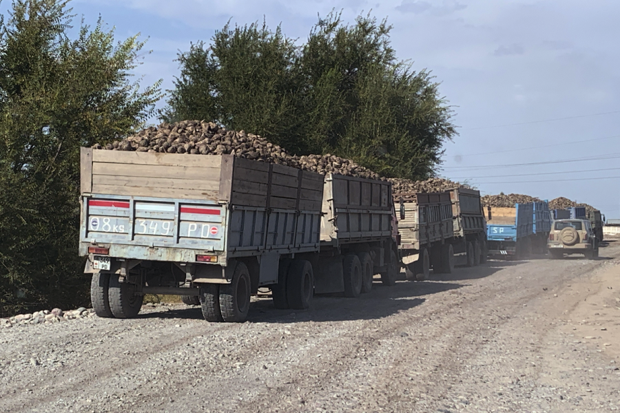 Transport of sugar beets