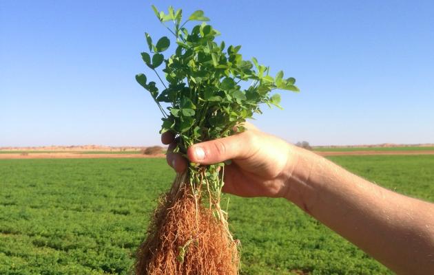 Alfalfa roots